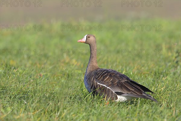 Lesser white-fronted goose