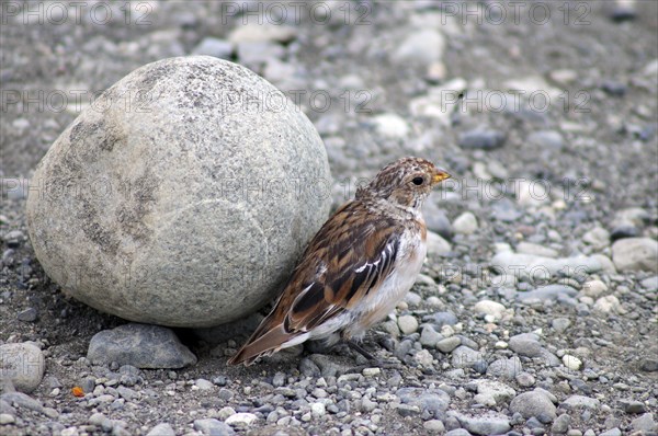 Snow bunting in front of round rock