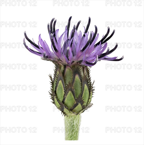 Perennial cornflower