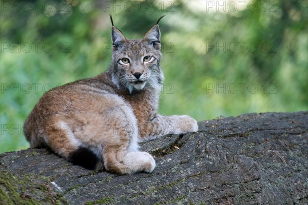 Eurasian lynx