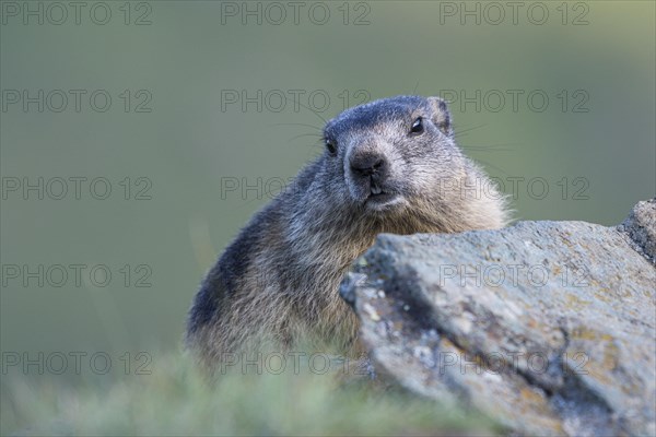 Alpine marmot