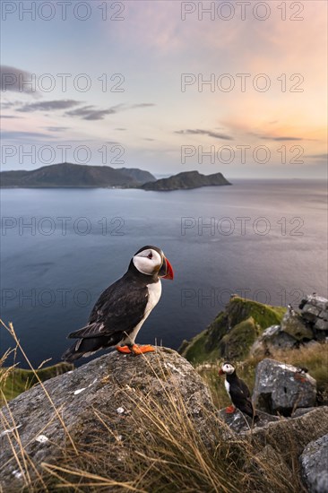 Puffin