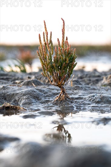 Glasswort