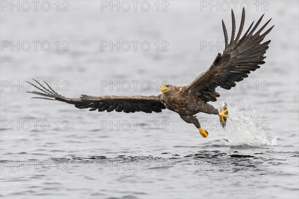 White-tailed eagle