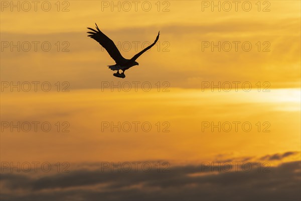 White-tailed eagle