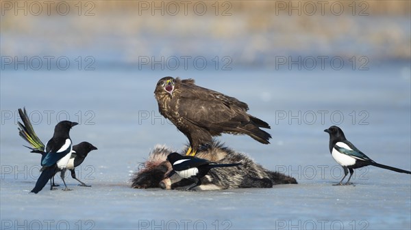 Common steppe buzzard