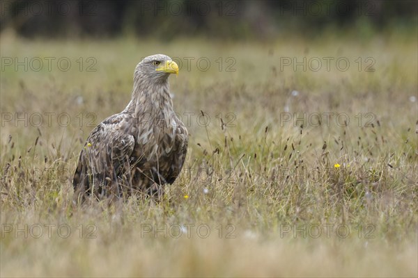 White-tailed eagle