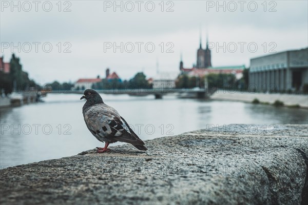 Pigeon at the riverside boulevard