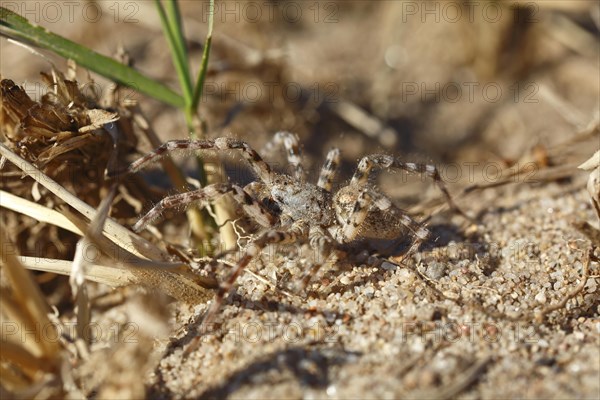 Giant riverbank spider