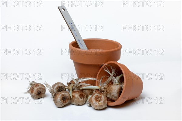 Bulbs of the saffron crocus