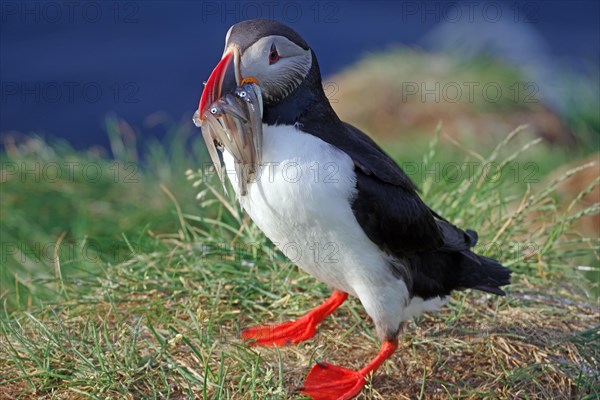 Puffin