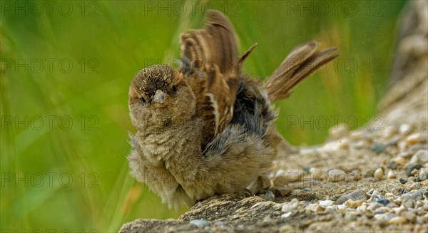 House sparrow