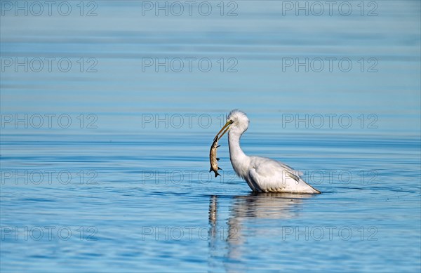 Great egret