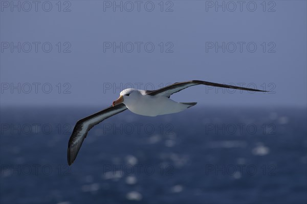 Black-browed albatross