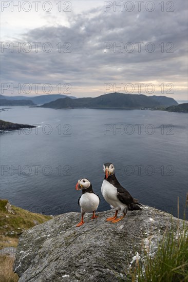 Puffin