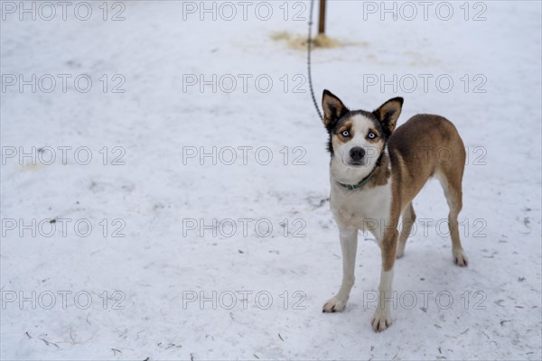 Siberian husky