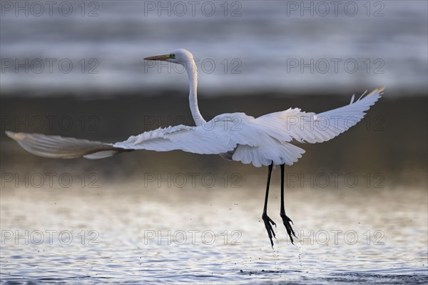 Great egret