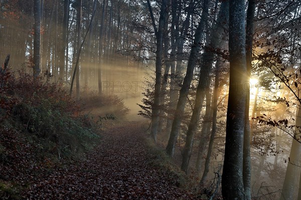 Forest path in beech forest