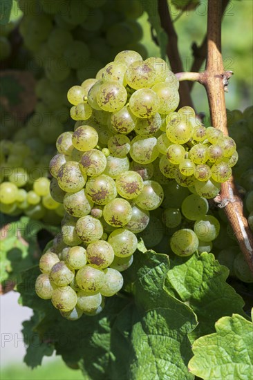 Grapes