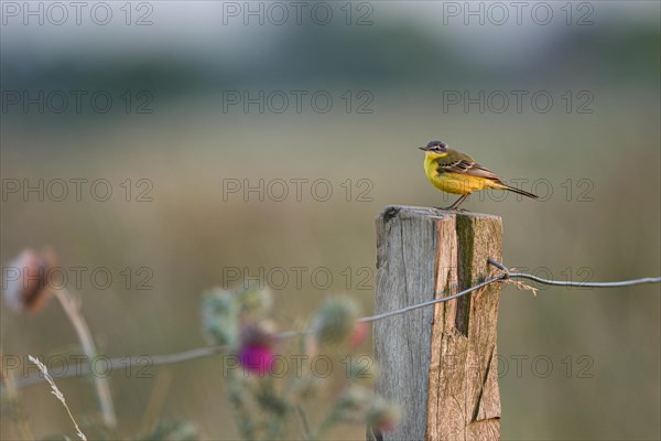 Meadow Wagtail