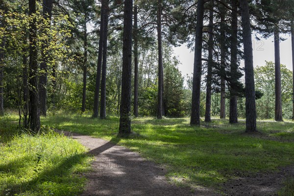 Hiking trails in the forest along the Pirita River