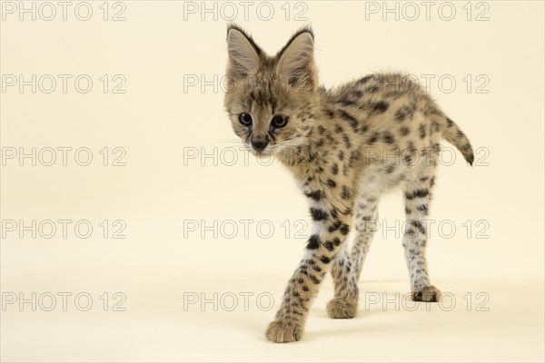 Serval