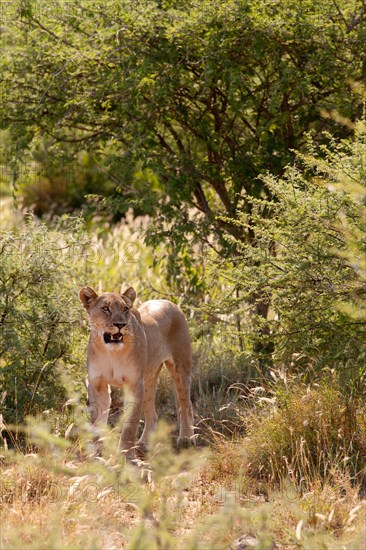 Young lioness roaming the lion