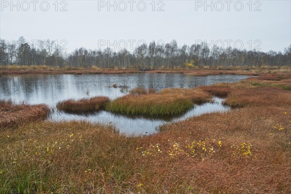 Autumn bog with narrow-leaved common cottongrass