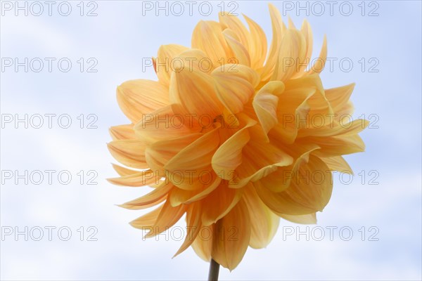 Flowering dahlia