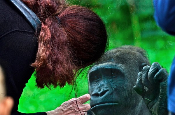 Woman with gorilla at the zoo