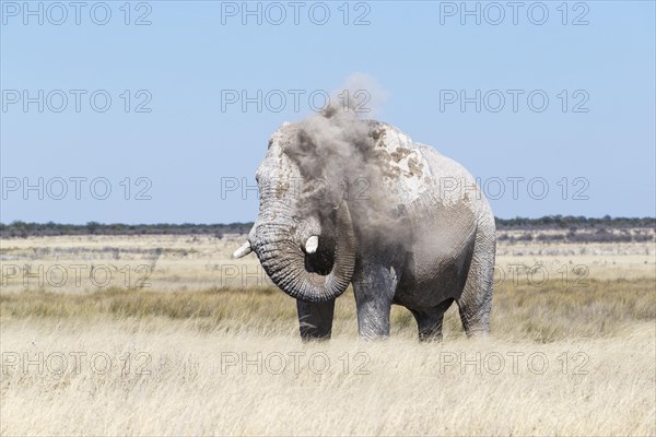 African elephant