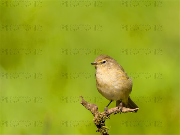 Common Chiffchaff