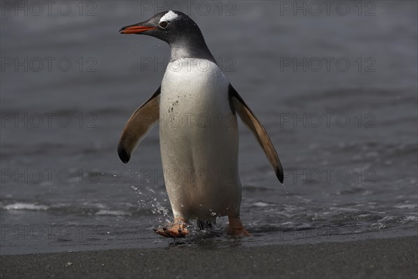 Gentoo penguin