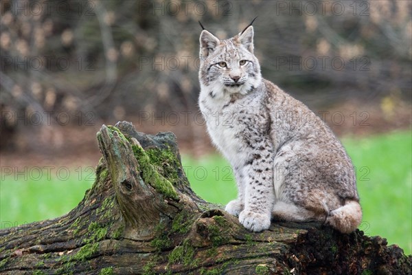 Eurasian lynx