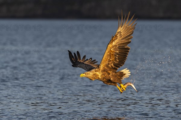 White-tailed eagle