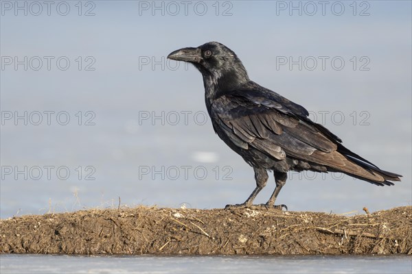 Common raven