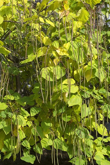 Fruits of the southern catalpa