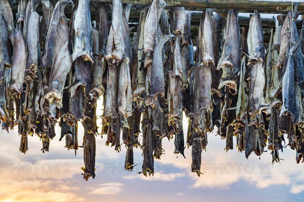 Cod stockfish drying on rack