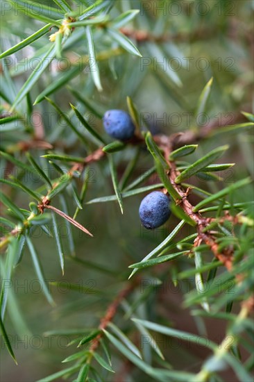 Common juniper