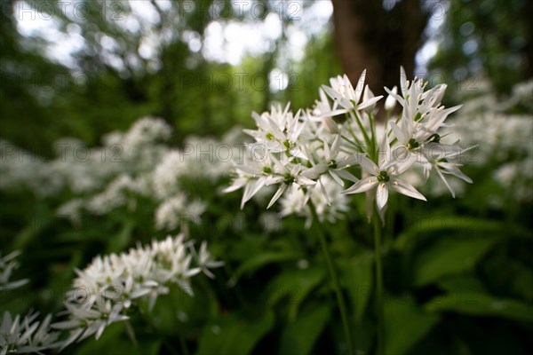 Ramsons