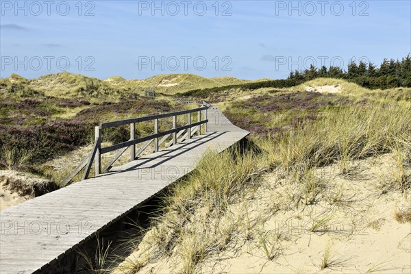 Boardwalks with trefoils in the dune area near Norddorf