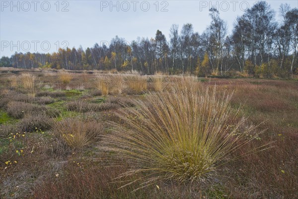 Purple moor grass