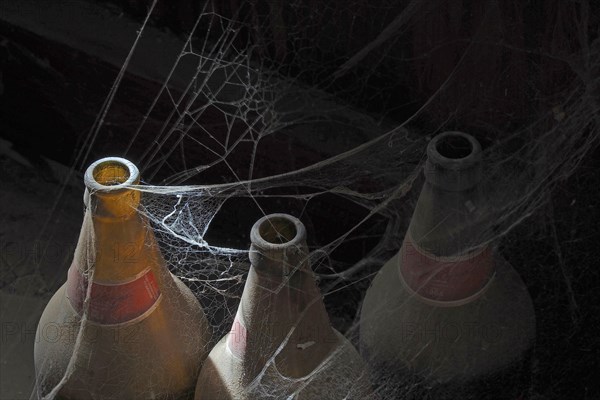Beer bottles in cobwebs