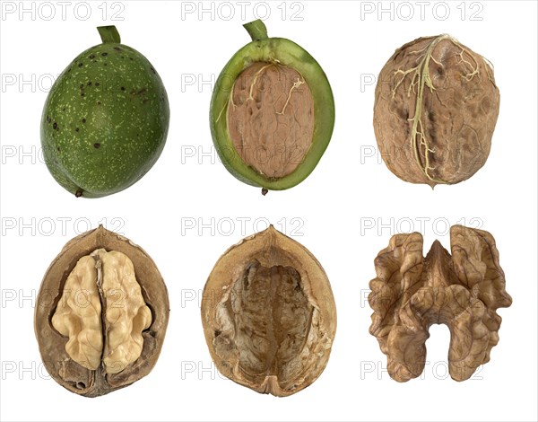Common persian walnut