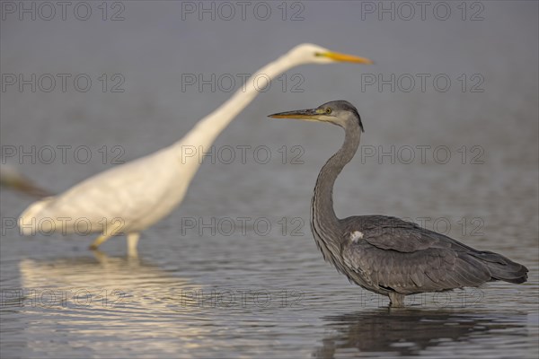 Grey heron