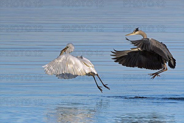 Grey heron