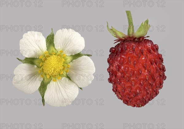 Woodland strawberry