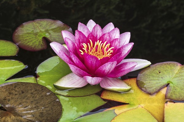 Water lily