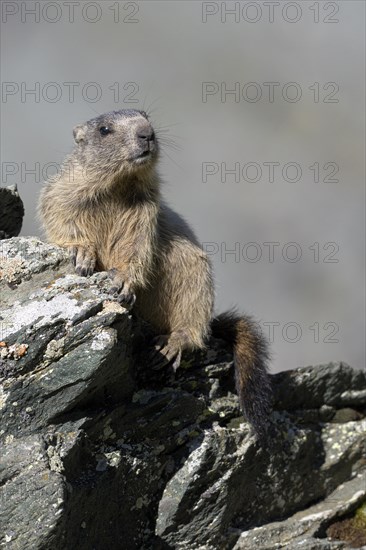 Alpine marmot