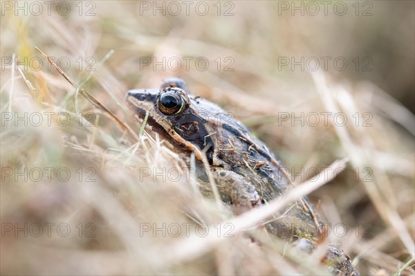 Moor frog